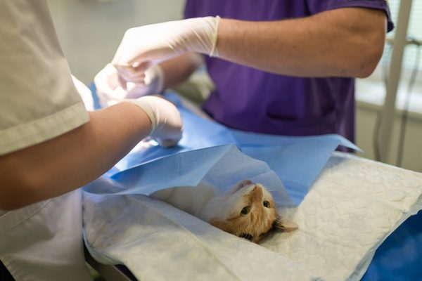Contacter un numéro urgence vétérinaire et sauver des vies